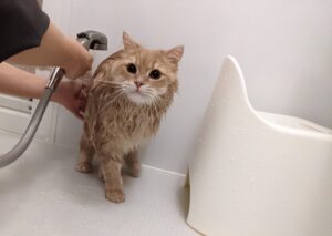 サイベリアンのシャンプー・お風呂事情｜頻度・やり方・水好きって本当？