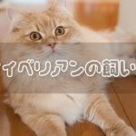 サイベリアンの飼い方｜子猫〜成猫〜老猫の育てる方法