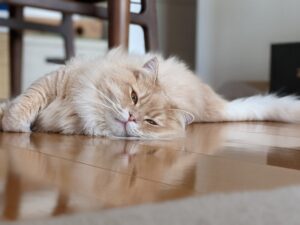 サイベリアンの寿命は何年？長生きしてもらうために飼い主ができること