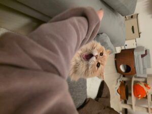 サイベリアンを飼うのは大変？ 実際に飼って後悔していること5選とその対処...