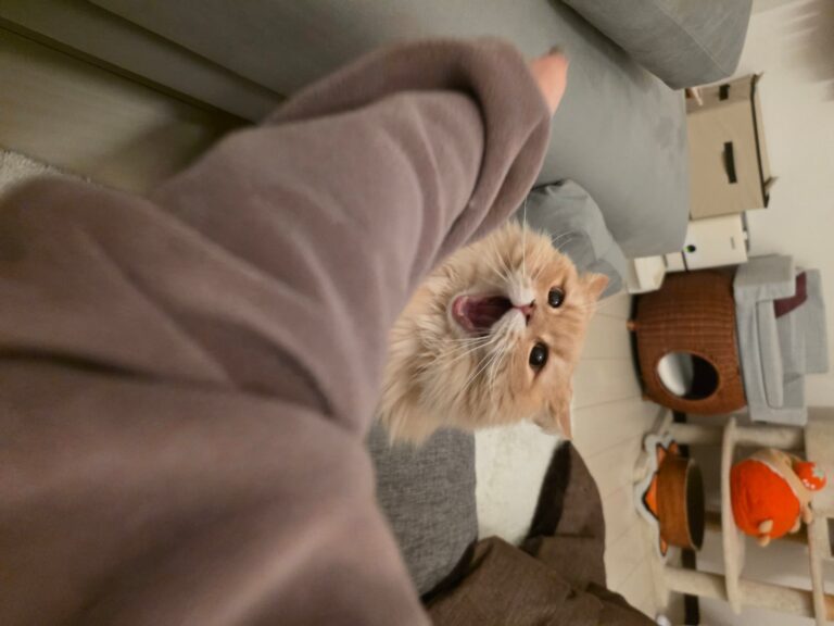 サイベリアンを飼うのは大変？ 実際に飼って後悔していること5選とその対処法