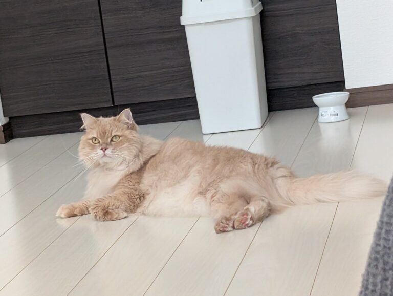 サイベリアンはお留守番できる？ 心配な人に伝えたい対策と過ごし方