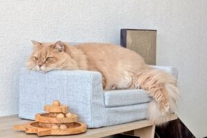 【サイベリアン】重度の猫アレルギーだけど4年飼っているので、出にくさや疑問点...