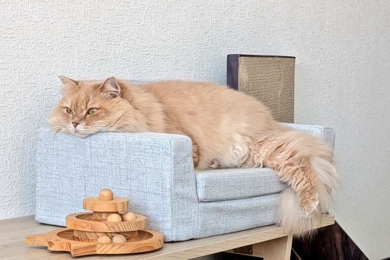 【サイベリアン】重度の猫アレルギーだけど4年飼っているので、出にくさや疑...