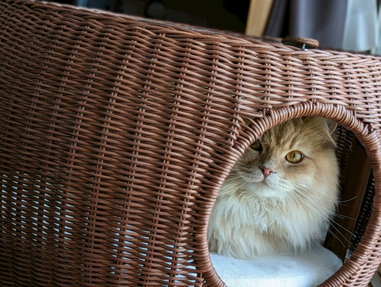 サイベリアンとノルウェージャンフォレストキャットの違い｜見た目・性格・飼いやすさを比較