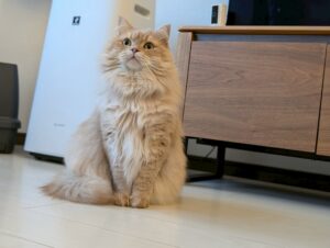 サイベリアンの値段相場は？初期費用から月々の飼育費用までリアルに公開