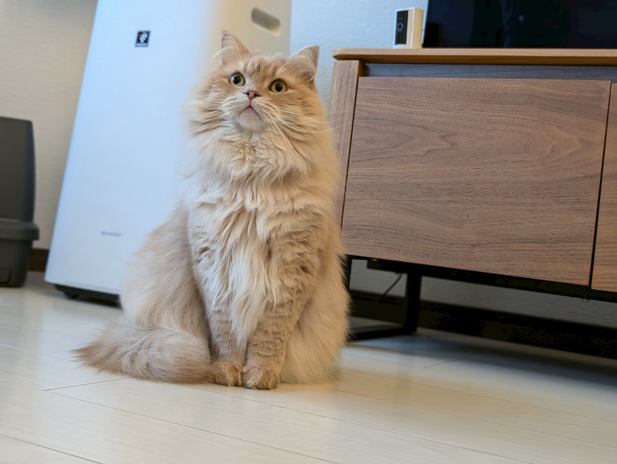 サイベリアンの値段相場は？初期費用から月々の飼育費用までリアルに公開