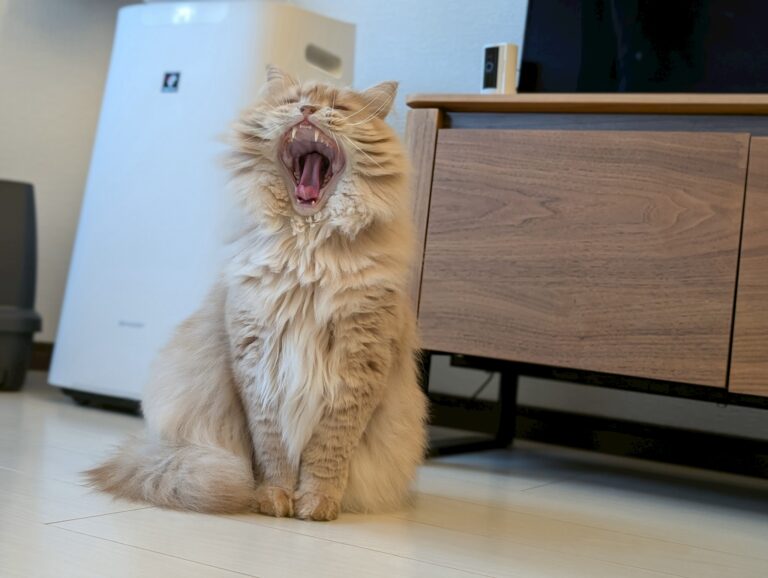 サイベリアンのしつけ方｜噛み癖・爪とぎ・夜の運動会の対処法